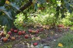 Gleaning September 2014 by DC Central Kitchen